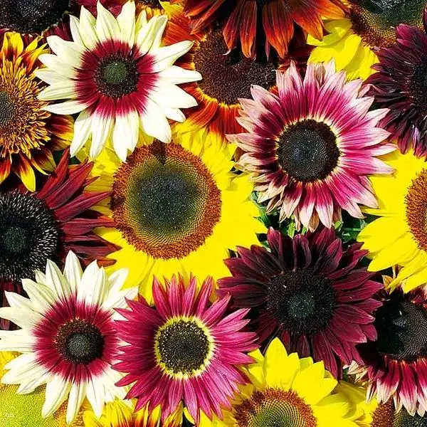Rare Rainbow Sunflower Seeds - Mix Rainbow Sunflower Plant Seeds - 10 Seeds (UK Seller) lotus