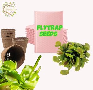 Flytrap Seeds - Grow Your Own Carnivorous Plant - 200 Seeds