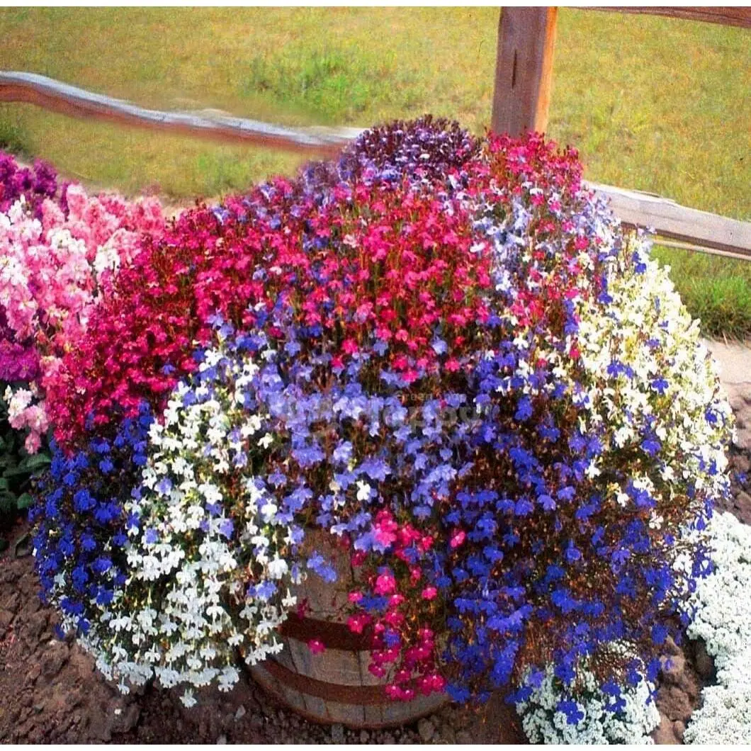 Trailing Lobelia Cascade Mix 7000 Seeds + Plant tag Lobelia Pendula Balcony Flower