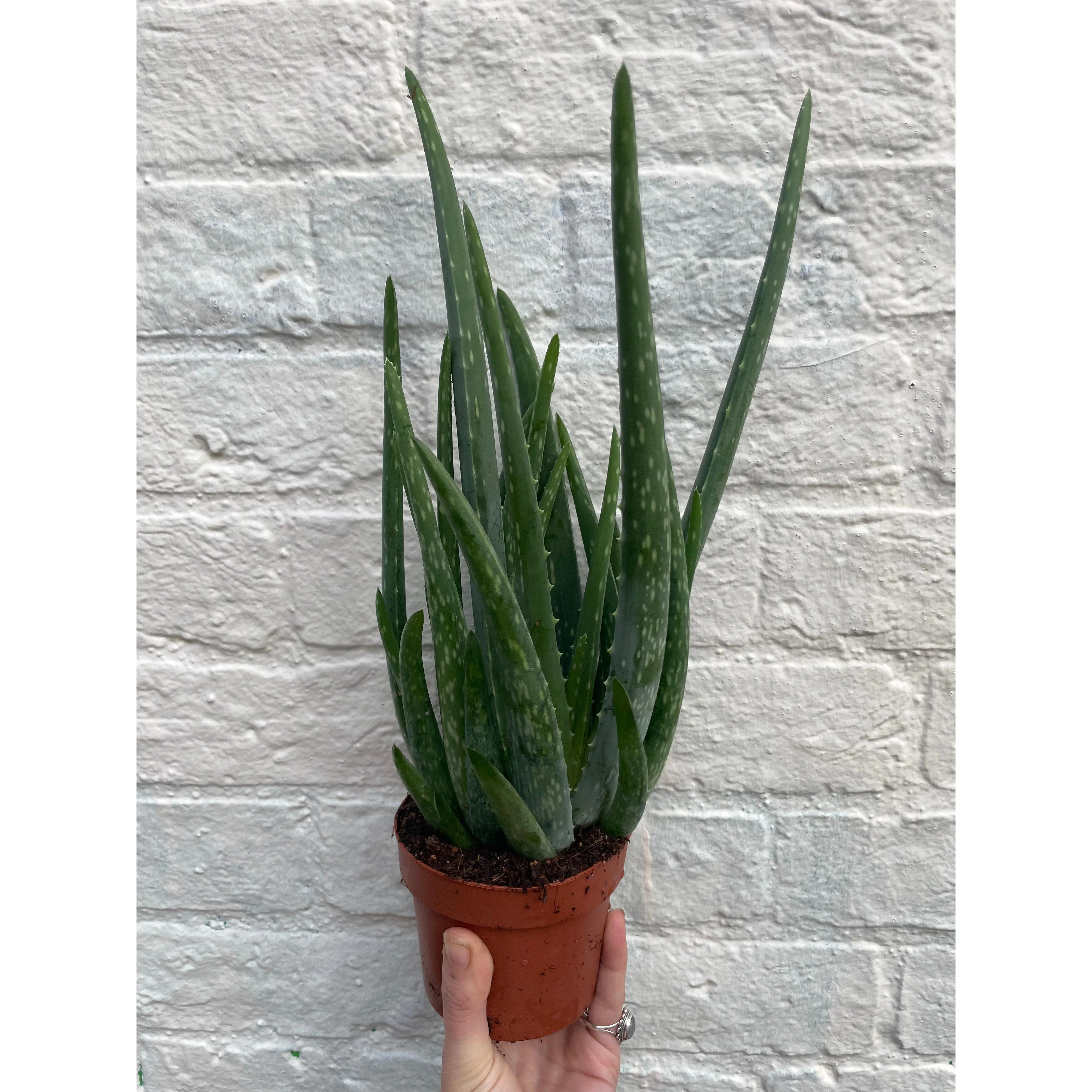 Aloe vera (Succulent plant)