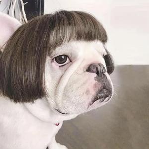 Dog Wig, Cute Pet Hair Accessories, Funny Pet Hair Decoration, Pet Costume Accessories for Party, Decorative Hair, Dog Wigs, Puppy
