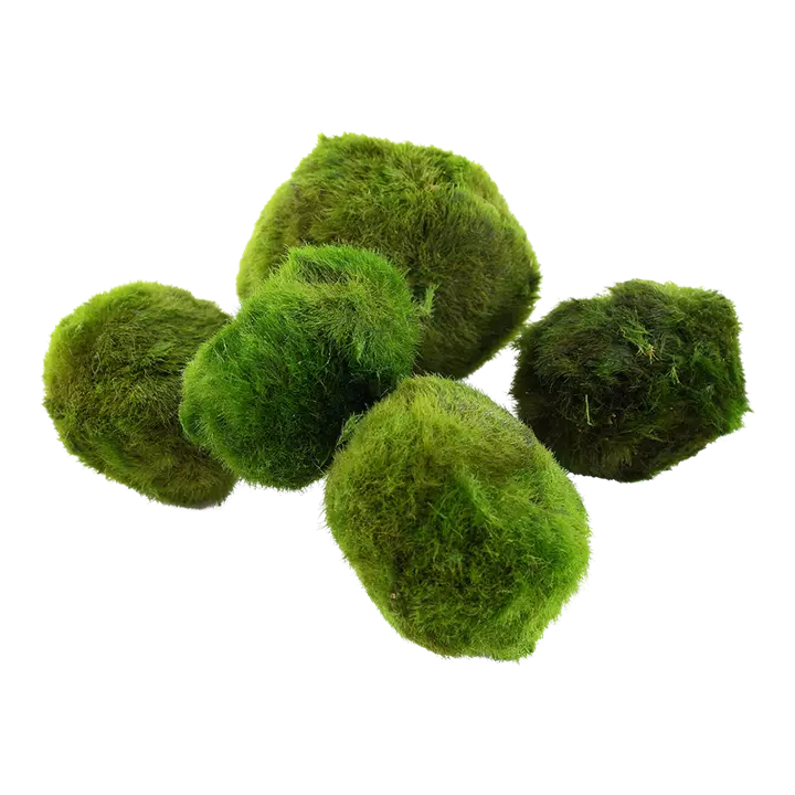 Marimo Moss Balls