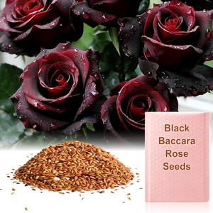 【Let Love Grow】Black Baccara Rose Seeds – Indoor Cold Sowing | Grow the Rarest Red & Black Beauty – Perfect for Garden Lovers – 100 Seeds