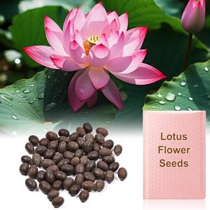 【Father’s Day Gifts】Lotus Flower Seeds - Grow Your Own Serene Water - 20 Seeds, Free Shipping on Orders Over £22