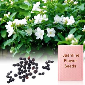 【Free Shipping on Orders Over £22】Jasmine Flower Seeds – Create A Fragrant, Beautiful Indoor Garden This Winter with Ease – 100 Seeds