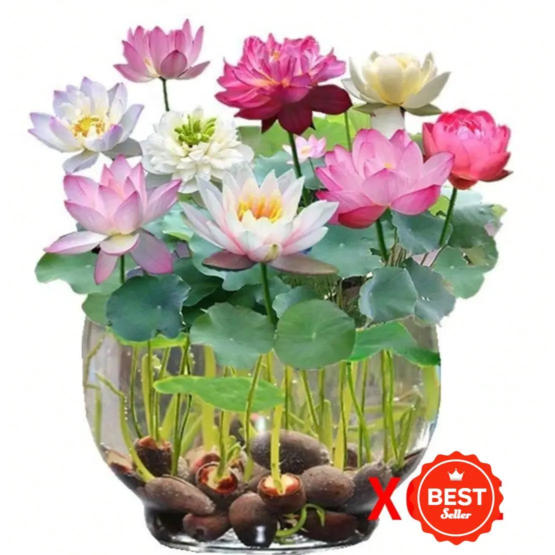 120 Pcs Mixed Color Lotus Seeds for Home Garden – Fast-Growing Water Lily Plants, DIY Pond Decor, Easy to Grow Aquatic Flowers – Perfect for Indoor/Outdoor Gardening (Multi-Color)