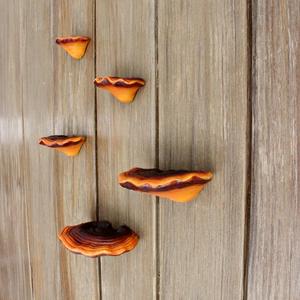 Creative Lingzhi Shaped Tree Hanging (5 Counts/set), Mushroom Design Garden Tree Ornaments, Garden Decor Ideas, Home Decor Supplies, Wood Decor, Outdoor