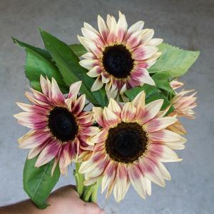 【Father’s Day Gifts】Pink Sunflower Seeds - Stunning Blooms for Gardens & Bouquets, Free Shipping on Orders Over £22